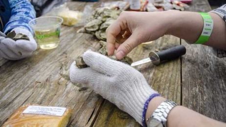 In South Carolina, Oyster Shell Recycling Helps Rebuild Reefs With Many Benefits