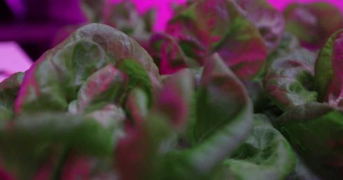 Experts say microgreens could make future of farming more affordable, accessible