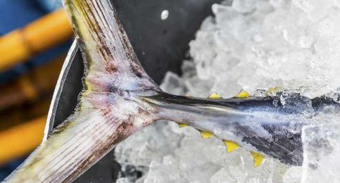 Sustainable Seafood & Healthier Oceans