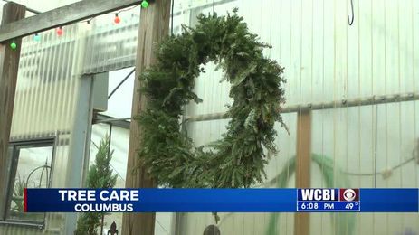 Live Christmas trees are beautiful but need to be cared for carefully