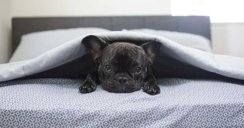 Should you let your pets sleep in your bed?