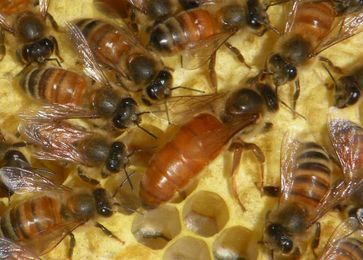 Use Miticides Wisely: Protect the Hive, but Save the Queen