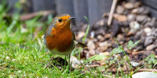 Is A Robin A Visit From The Dead?