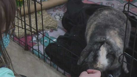 Local family forecasts snow — with their pets!