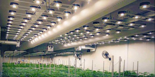 Can Food Science and Technology Beat Nutrition Insecurity for Good?