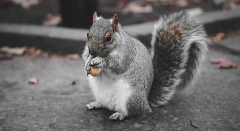 Get your nuts together