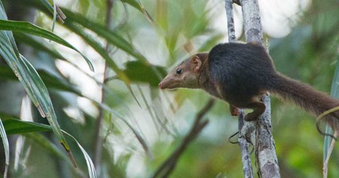 The Tropical Plant That Thrives On Shrew Poo