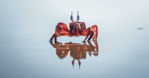Why everything eventually becomes a crab