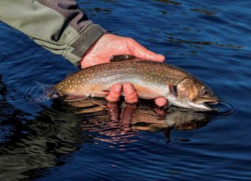 Everything you need to know about Maine's brook trout