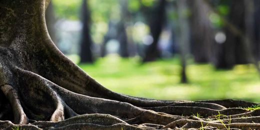 Swiss Scientists Discover Trees’ Hidden Underground Carbon Internet