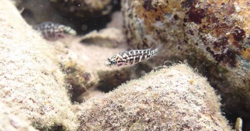 These fish build group homes that double as devious shrimp traps