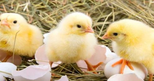 How To Raise Chickens In Your Backyard — From Someone Who’s Done It