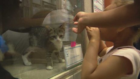 Things to consider before welcoming a new furry friend into your family