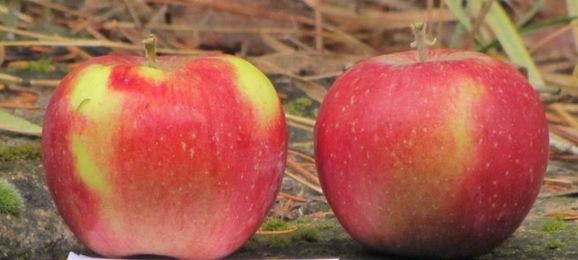 Why Apple Detectives Are Tracking Down Lost Varieties