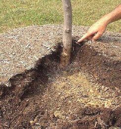 Common mistakes to avoid in the landscape