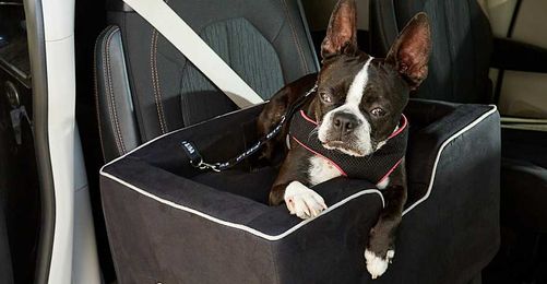 These Top-Rated Dog Car Seats Will Keep Your Pup Protected on the Road