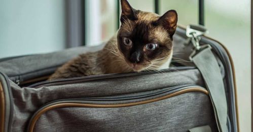 Traveling With Pets: Your Guide to Flying or Driving With Your Furry Friend