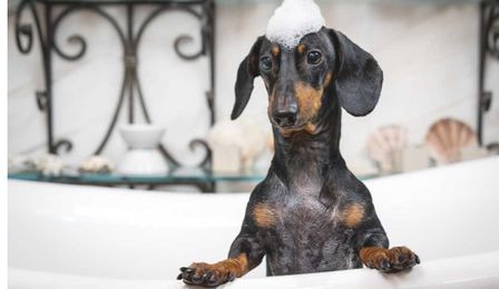 5 Steps to DIY Dog Grooming