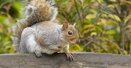 How to Get Squirrel-Proof Bulb Plantings