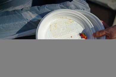 Without better labeling, compostable packaging will struggle