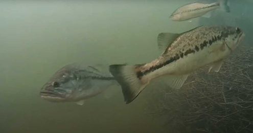 Turn your Christmas tree into a fish habitat