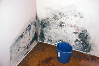 Ways to Prevent Mold in San Diego CA