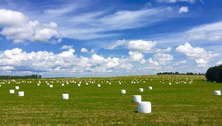 Why you should never give spoiled feed to your poultry or livestock