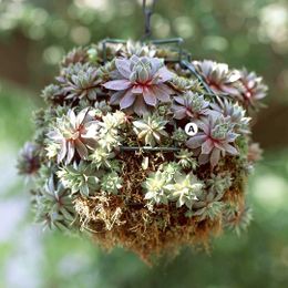 27 Hanging Baskets You'll Want to Plant Immediately