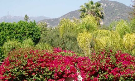 Landscape Design Ideas, Styles, and Themes