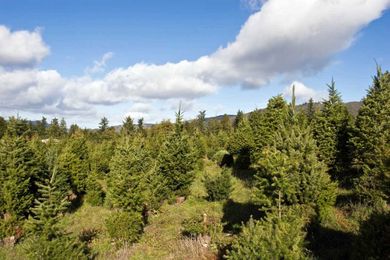 Oh, Christmas tree … now what do I do with thee?