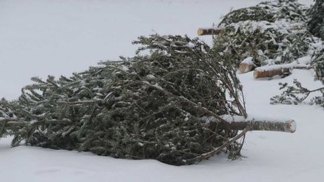 What to do with your live Christmas tree
