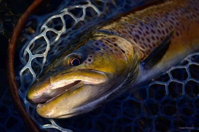 Spot Light on Fish Works Too!