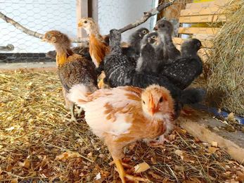 Why you want this poultry certification for your small flock