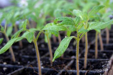 Grow Your Own Vegetable & Flower Plants!