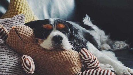 Buying Guide: 4 storage solutions every pet owner needs to stay organized