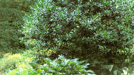 Neil Sperry: Holly plants are good for privacy screens