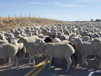 OUTDOORS: Coming full circle with wool