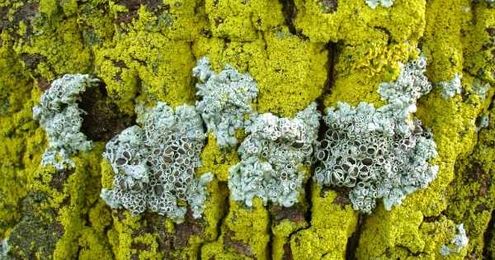 How to Remove Mold or Algae from a Metal Roof — RoofersCoffeeShop