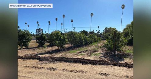 As avocado crops face serious threat, team of scientists trying to save orchards