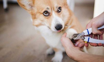 5 Ways to Help Your Dog From Being Scared of Nail Trimming