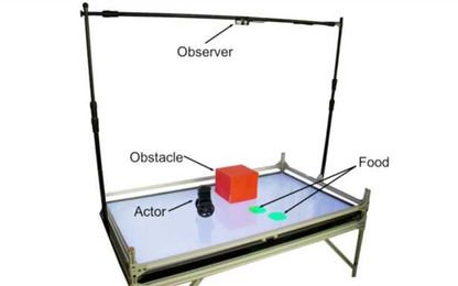 A robot predicts partner’s action like long-time couples do, study finds