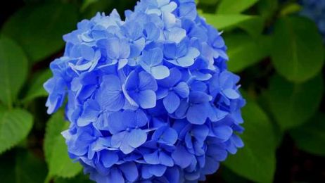The mystery of why blue flowers are so rare