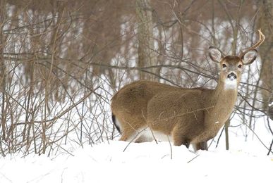 Finding Shed Antlers: Top 3 Locations