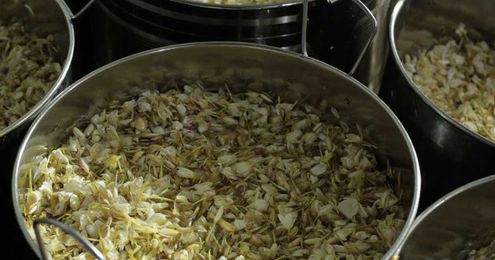 How Mane reinvented enfleurage with its E-Pure Jungle Essence extracts