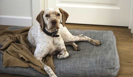 How to Teach a Dog "Place": Teaching Your Dog to Go to Place