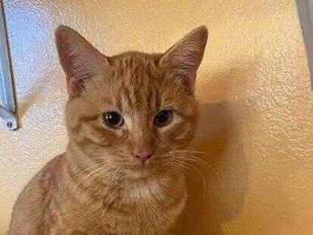 SECOND CHANCE: What is humane?