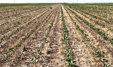 Explore Planning Options for Dryland Cotton Acres