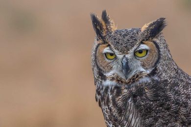 Great horned owls performing winter mating call duets
