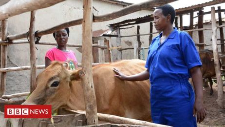 The Jersey cow helping Rwandan widows rebuild their lives
