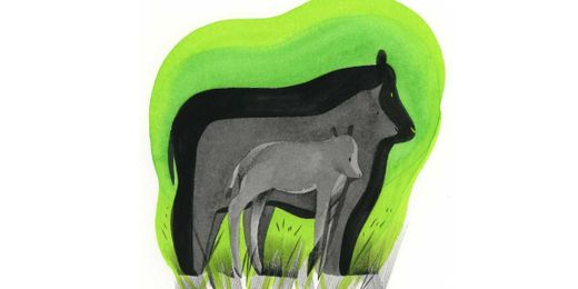 Breeding the right kind of cow